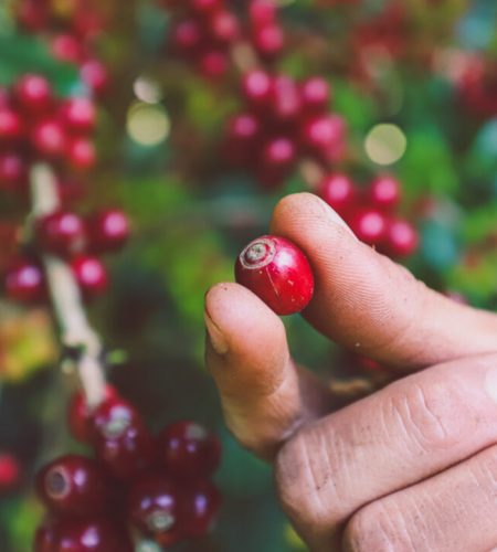 Hand,Plantation,Coffee,Berries,With,Farmer,Harvest,In,Farm.harvesting,Robusta